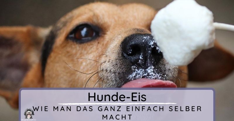 Wie einfach du HundeEis selber machen kannst Blog mit Wuff Der